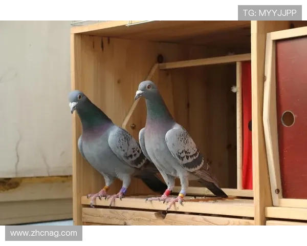 详细介绍AG龙虎真人的安全保障措施保证每一位玩家的资金与个人信息安全